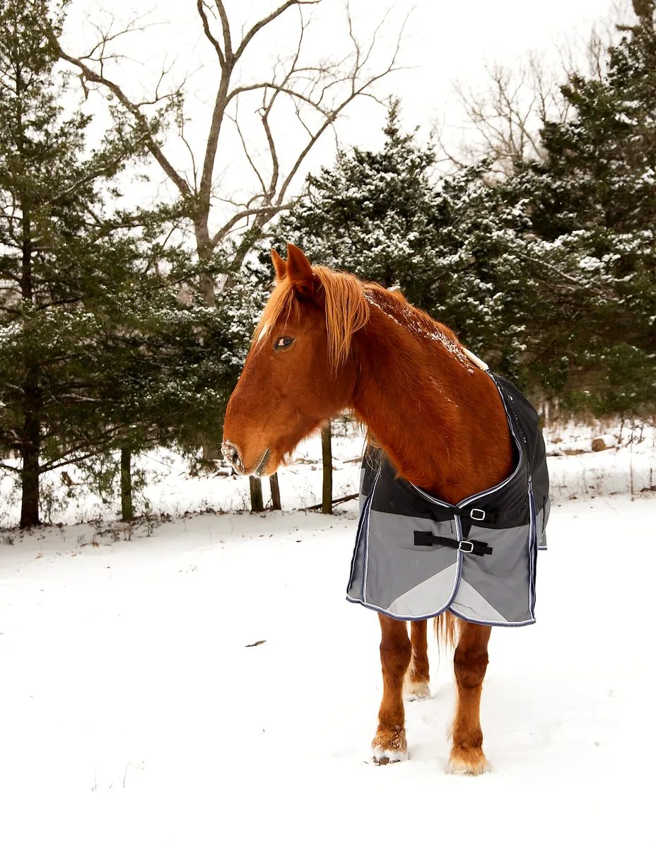 Horse blanketed in winter at Cates