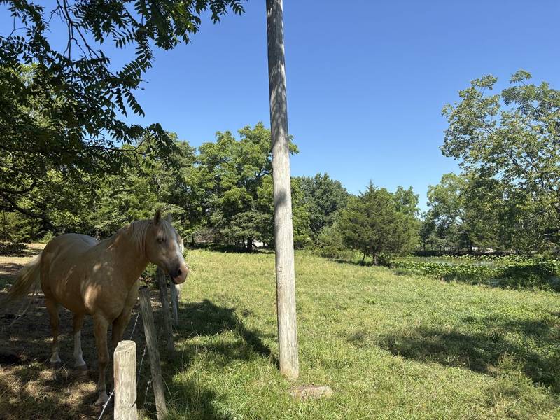 Horse at fence