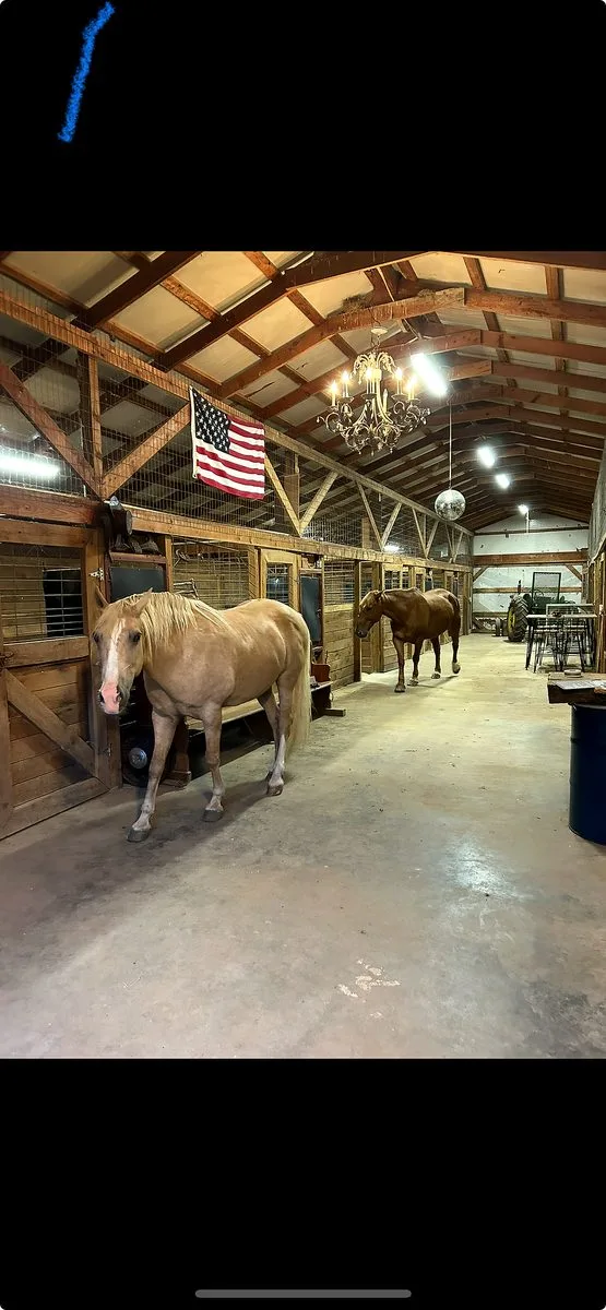 Horses in the Cates barn